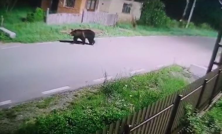 În localitatea Recea Cristur, Cluj, a fost semnalată prezența unui urs/Foto: Primăria Recea Cristur Facebook.com