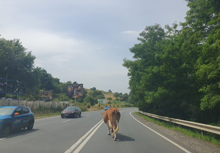 Vacă printre mașini, la coborâre din Feleacu spre Cluj / Foto: monitorulcj.ro