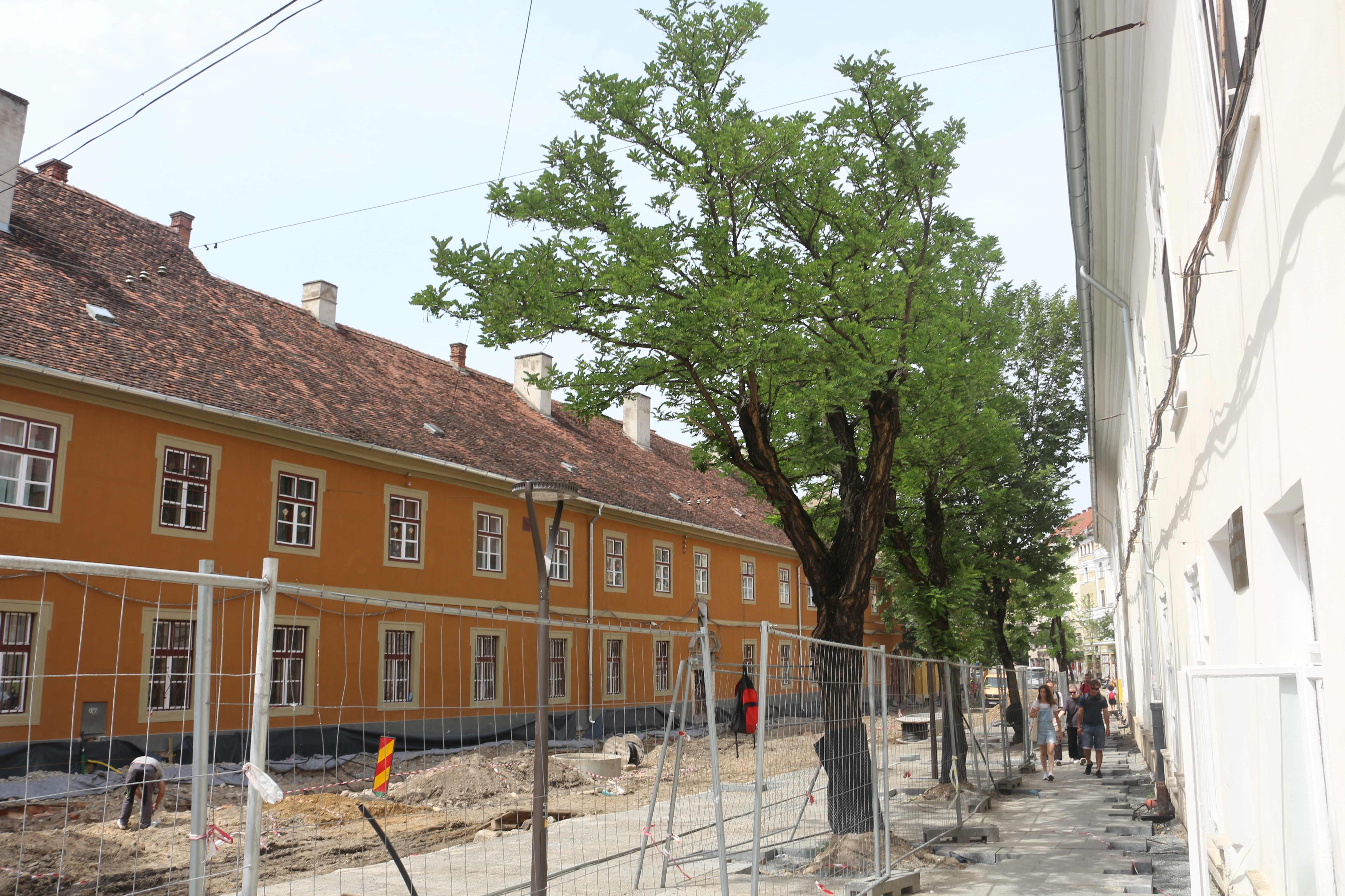 Arborii maturi rămân pe strada Universității! FOTO: Diana CÎMPEAN/ monitorulcj.ro