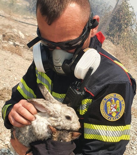 Un pompier român a salvat animăluțe de incendiile din Rodos / Foto: DSU - Facebook