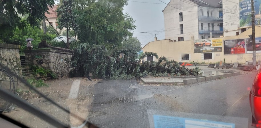 Copac căzut pe drum în centrul Clujului / Foto: Info Trafic jud. Cluj