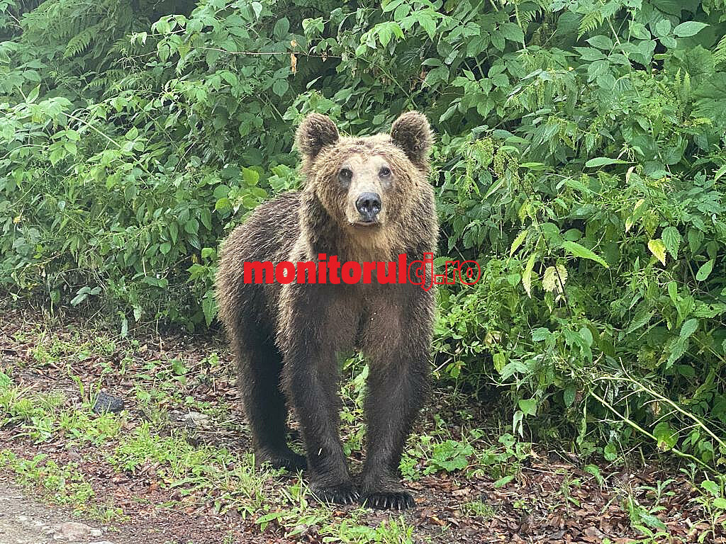 Un urs a mușcat un bărbat în Bistrița-Năsăud / Foto: monitorulcj.ro