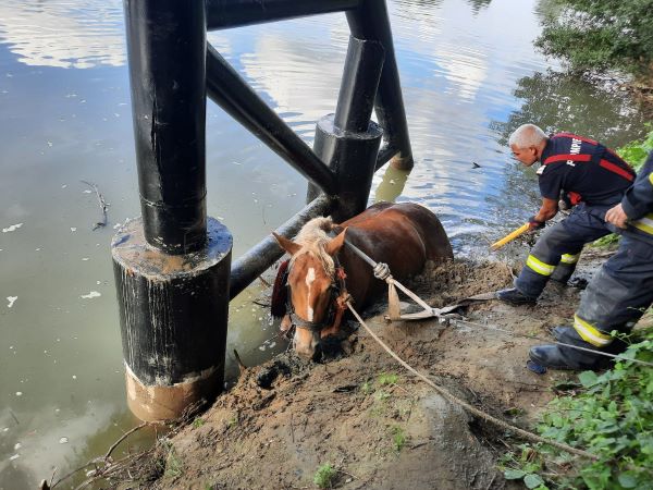 Un cal a căzut în râul Someș/ Foto: ISU Cluj