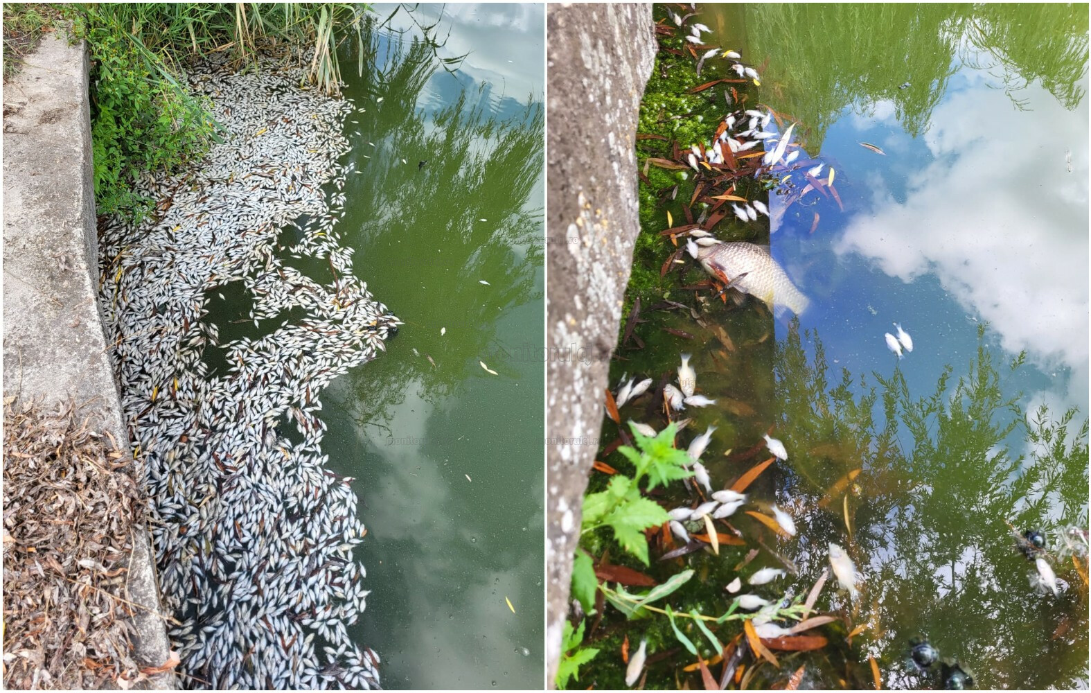 Au apărut pești morți pe lacul din Gheorgheni / Foto: cititor monitorulcj.ro