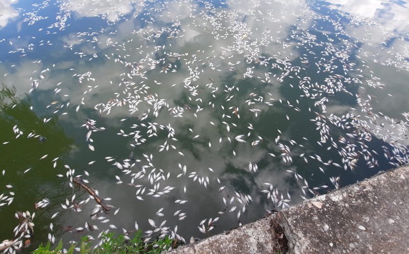 Pești morți pe lac în Gheorgheni / Foto: Apele Române Someș-Tisa