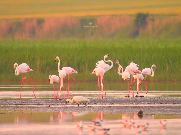 Păsări flamingo roz poposesc în România în august / Foto: Mircea Bezergheanu / Facebook Ambasada României în SUA