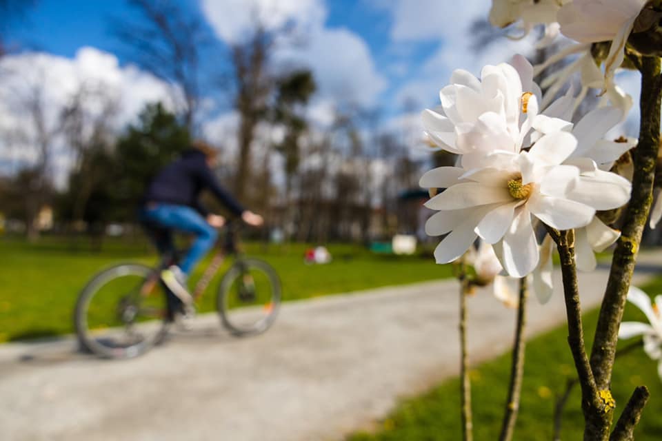 Persoană cu bicicleta în Parcul Central din Cluj-Napoca /Sursă foto: Album Clujul în culorile primăverii Emil Boc- Facebook
