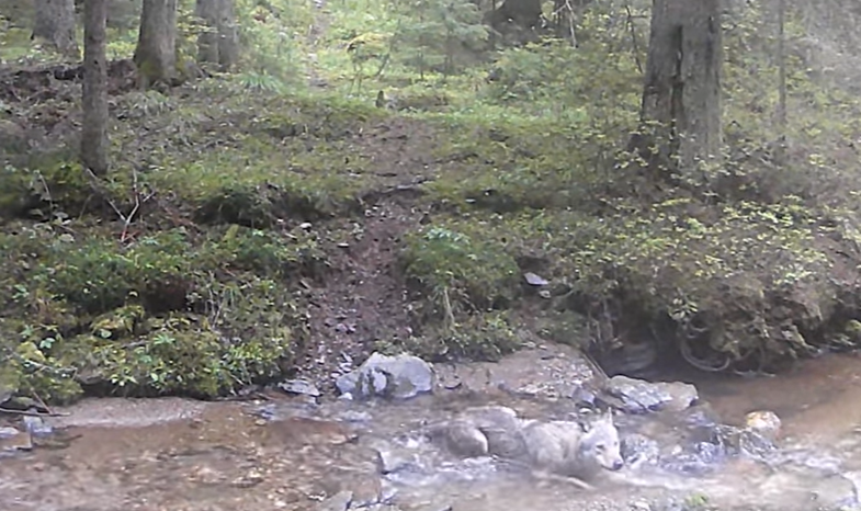 Lup surprins la scăldat în Munții Apuseni/ Foto: captură ecran video Regia Nationala a Padurilor - Romsilva - Facebook