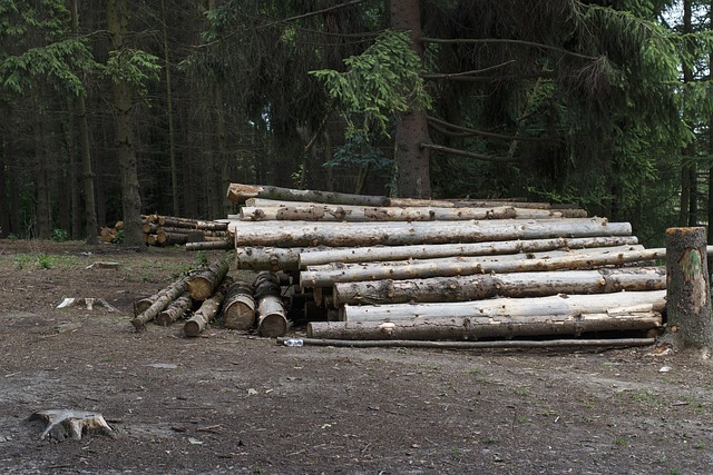 Un pădurar în vârstă de 53 de ani a fost arestat preventiv pentru că a emis un aviz fals de însoțire pentru transportul lemnului/ Foto: pixabay.com