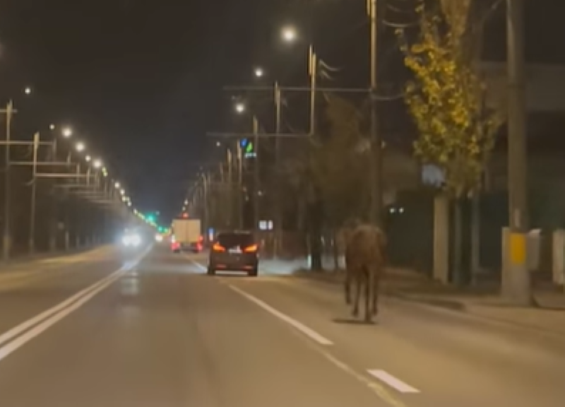 Calul alerga dezorientat printre mașini/ Foto: captură ecran video Info Trafic Cluj-Napoca - Facebook