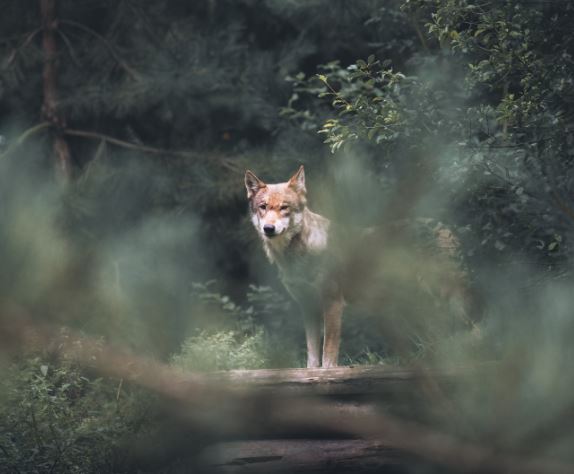 Hibridizarea lup-câine, confirmată de specialiști/Foto: pexels.com
