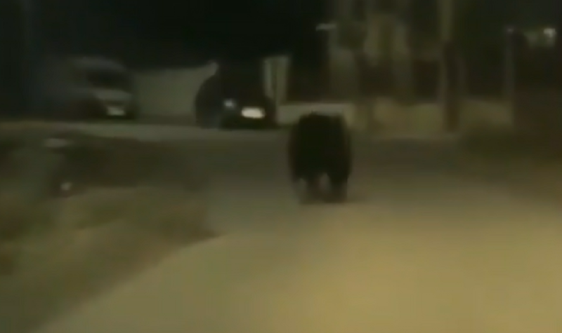 Un urs de mari dimensiuni a fost filmat de un șofer pe străzile satului Mera, comuna Baciu/ Foto: captură ecran video observatornews.ro