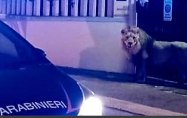 Un leu a fost surprins în timp ce se plimba nestingherit pe străzile Italiei/ Foto: Corriere della Sera