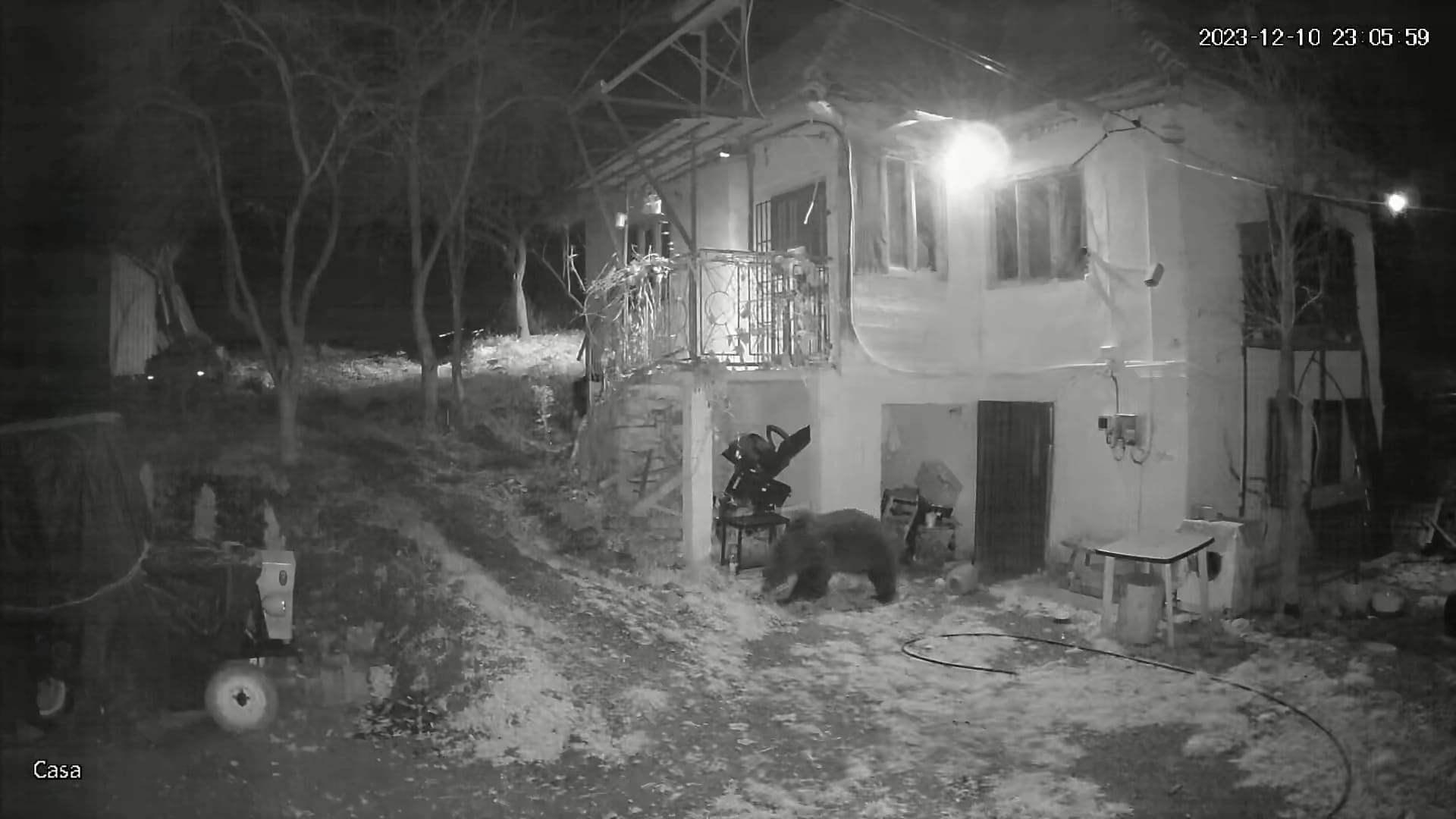 Un urs a fost văzut în satul Micești, comuna Tureni/ Foto: Primăria Comunei Tureni - Facebook