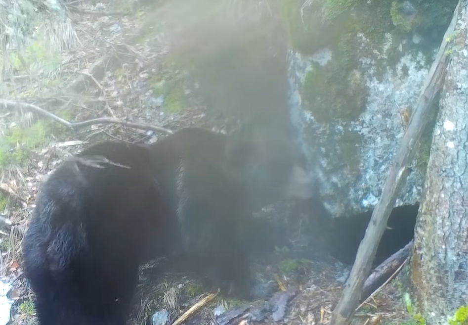 Un urs adorabil a fost surprins în timp ce își cerceta bârlogul, în Parcul Natural Apuseni/ Foto: Regia Nationala a Padurilor - Romsilva - Facebook