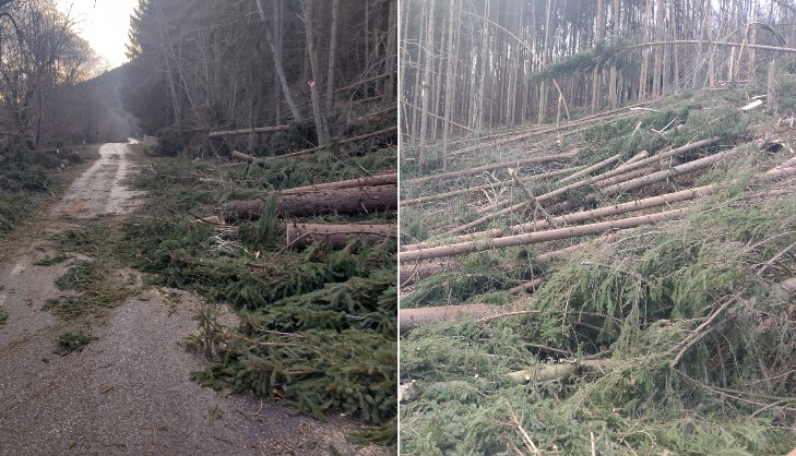 Copaci căzuți pe carosabil / Foto: Consiliul Județean Cluj