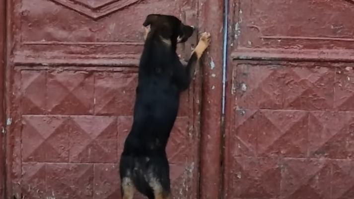 Câinele a încercat cu disperare să intre în casă/ Foto: Gherla INFO - YouTube