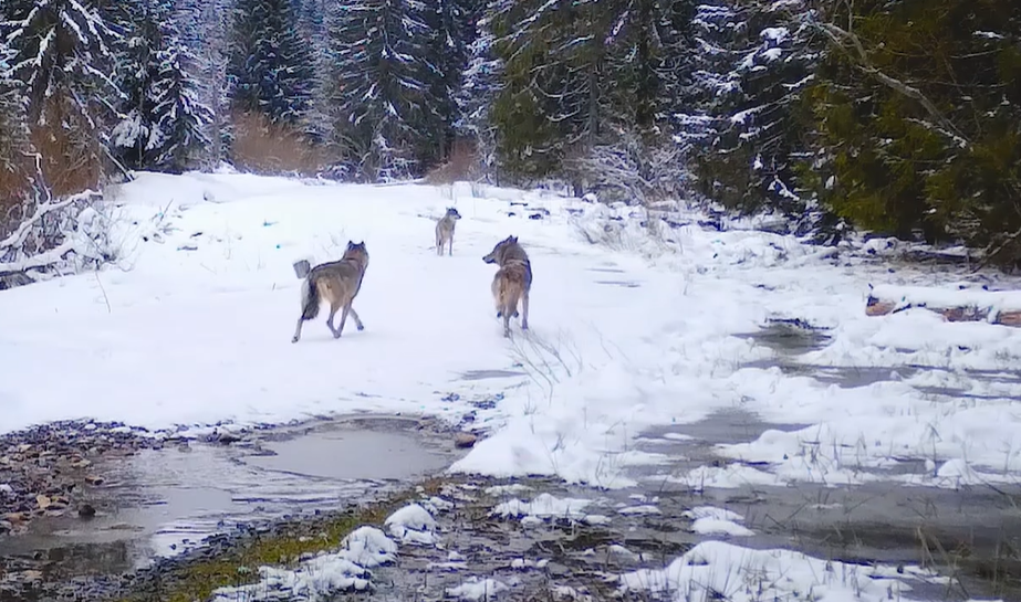 Haita de lupi a fugit după ce au văzut camerele de supraveghere Foto: Regia Nationala a Padurilor - Romsilva - Facebook