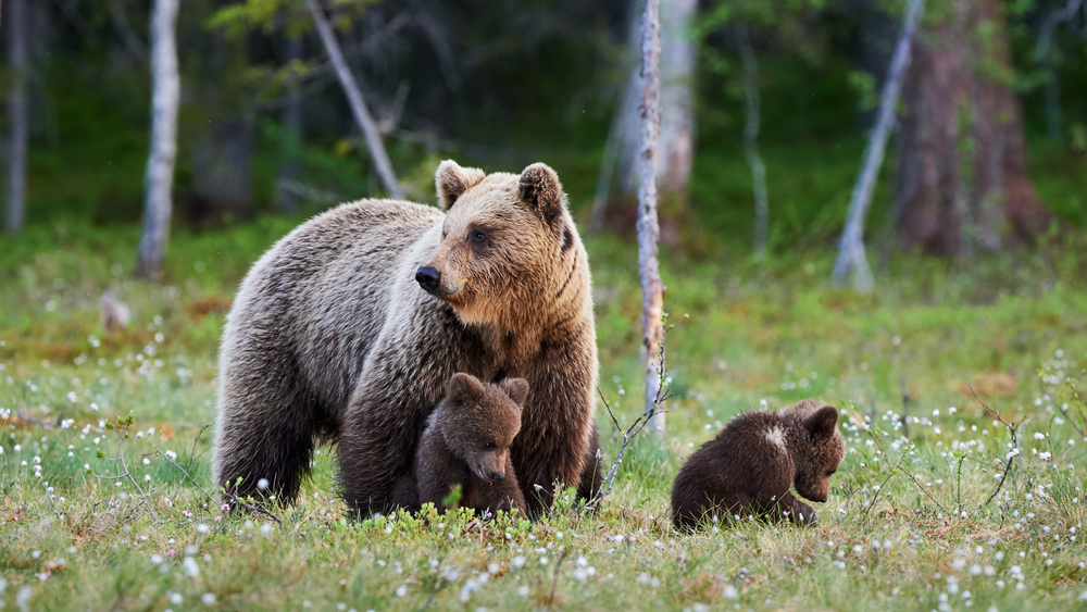 O ursoaică brună își protejează puii / Foto: depositphotos.com