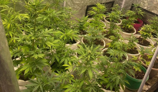 Arestați preventiv pentru trafic de droguri. Cultură indoor de canabis descoperită la percheziții/Foto: Poliția Română