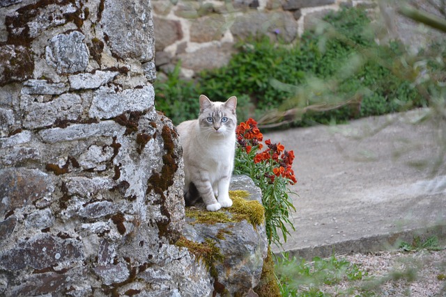 Pisicile considerate a fi fără stăpân ar putea fi capturate, duse în adăposturi şi, după caz, eutanasiate/ Foto: pixabay.com