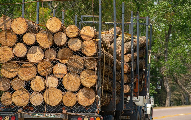 Mii de oameni au semnat o petiție pentru păstrarea măsurii de confiscare a camioanelor hoților de lemne. Sursă foto: Pixabay