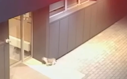 O pisică din Iași fără stăpân a mers singură la o clinică veterinară din oraş şi a căutat ajutor pentru a-şi aduce puii pe lume/ Foto: Iasi TV Life - Facebook