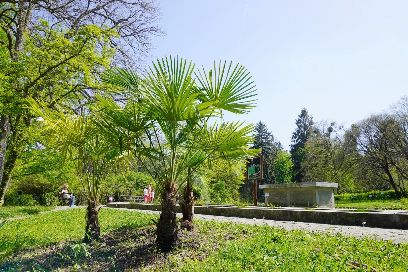 Palmier Trachycarpus fortunei. FOTO: Facebook/Grădina Botanică "Alexandru Borza" Cluj-Napoca Universitatea Babeș-Bolyai