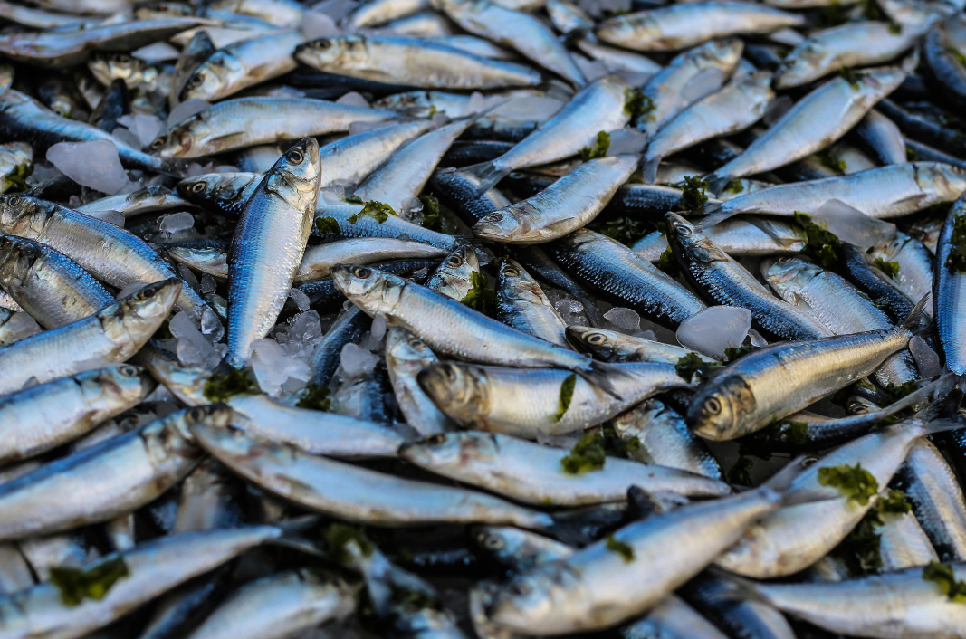 Sute de kilograme de pește, retrase de la comercializare, în urma controalelor ANSVSA/Foto: pexels.com