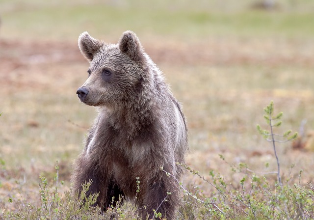 Turistă în România, mușcată de un pui de urs, în încercarea de a face un selfie