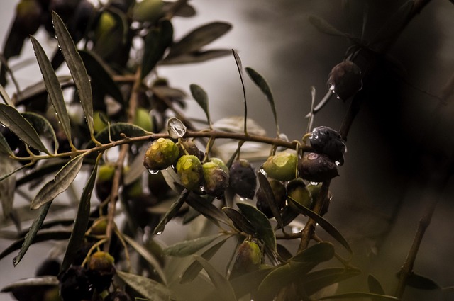 Ceaiul din frunze de măslin, medicament natural pentru imunitate.  Sursă foto: Pixabay.com