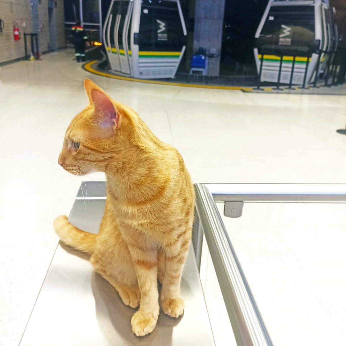 Pisica Mishi verifică pasagerii la metrou. Foto:  Metro de Medellín