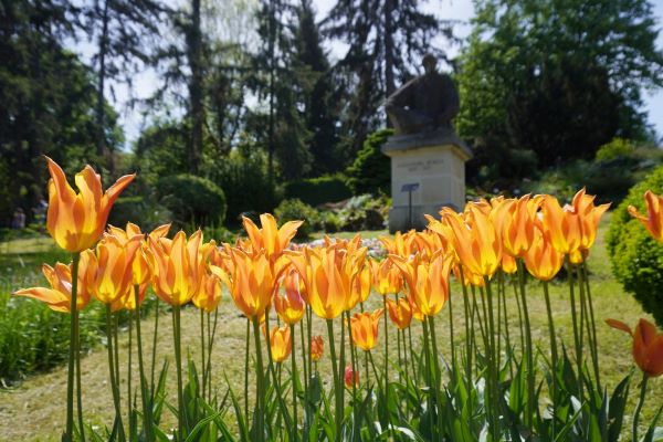 Intrare gratuită la Grădina Botanică din Cluj pentru cei sub 35 de ani, cu ocazia Zilei Naționale a Tineretului/Foto: Grădina Botanică „Alexandru Borza” a Universității Babeș-Bolyai - Facebook