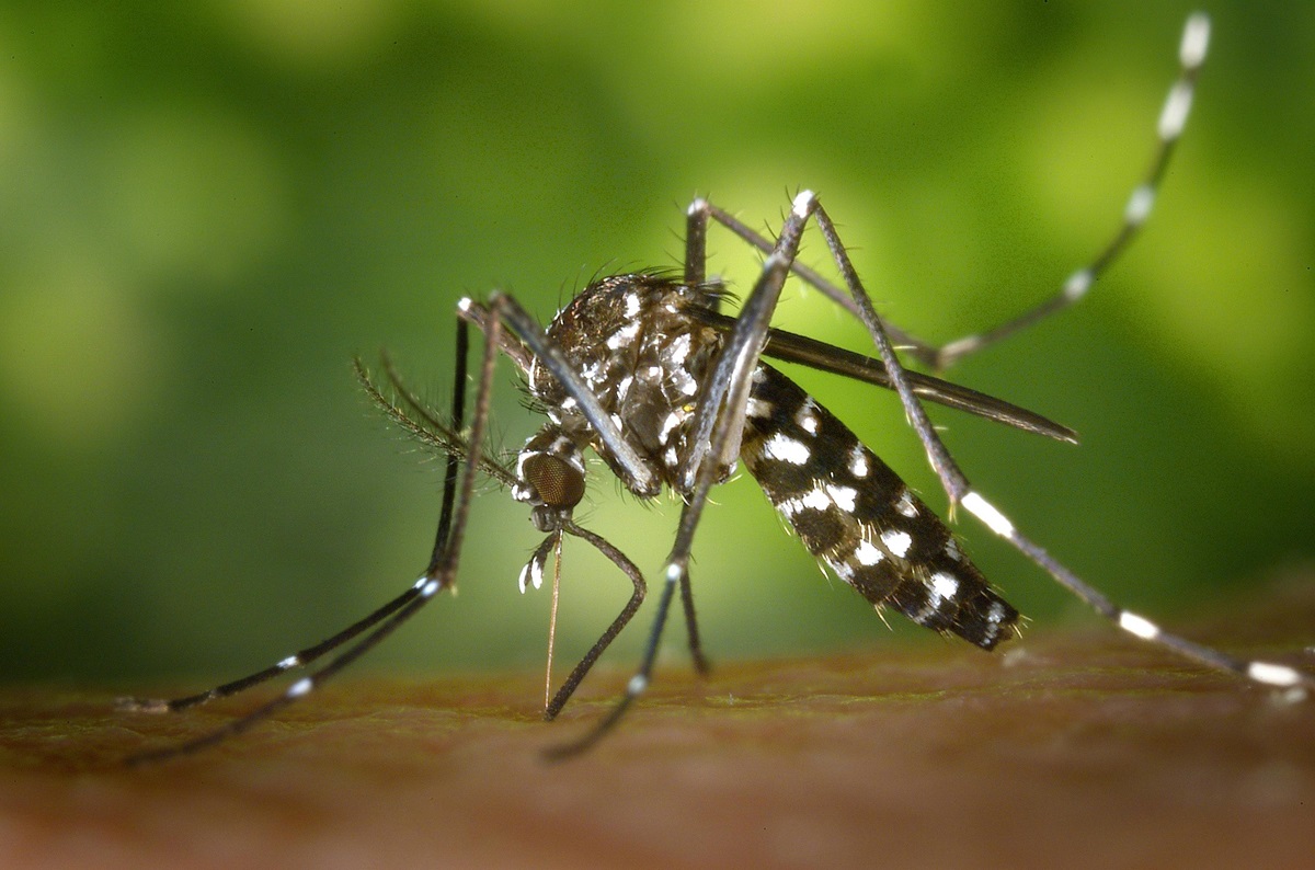 Peste 4 milioane de cazuri de febră Dengue, o creștere alarmantă FOTO: pexels-pixabay