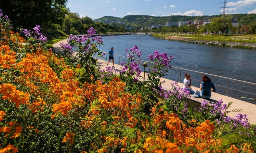 Clujul Verde: Florile de mai au colorat malurile Someșului. Sursă foto: Facebook/ Emil Boc