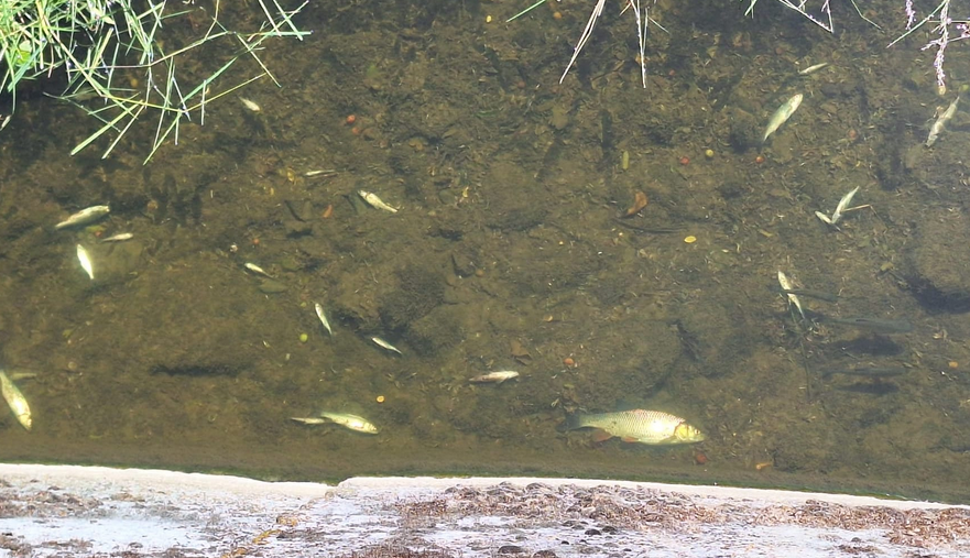 Peşti morți pe Valea Salcă, în Dej. S-au identificat probleme în funcționarea Parcului Balnear Toroc. Sursă foto: Apele Romane Somes-Tisa