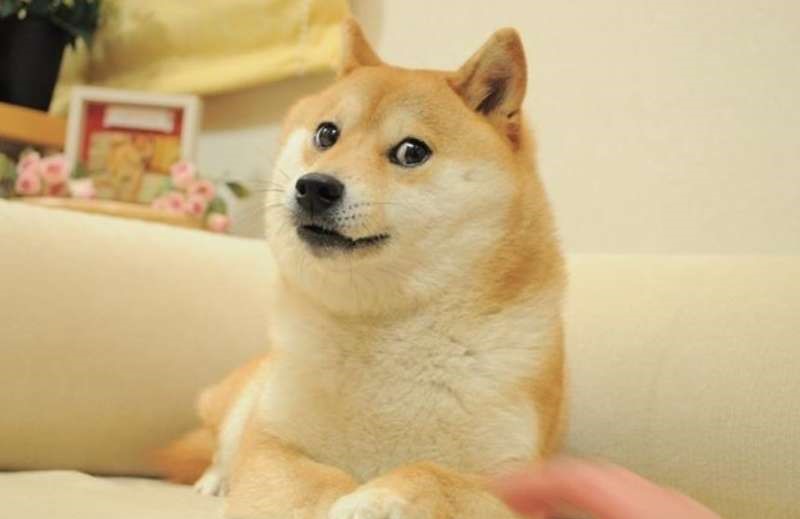 Kabosu, un câine din rasa Shiba Inu, a cărui fotografie a devenit o celebră „memă” pe internet şi care a inspirat logo-ul criptomonedei Dogecoin, apreciată de Elon Musk, a murit vineri în Japonia/ Foto: kabosumama - Instagram