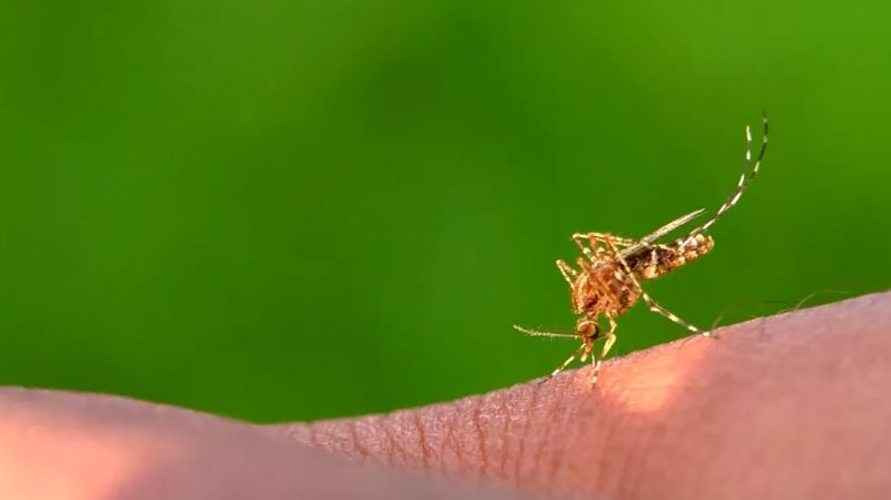 A sosit timpul înțepăturilor de țânțari, iar pielea noastră suferă. Avem o soluție naturală și eficientă, pentru calmarea mâncărimii înțepăturilor