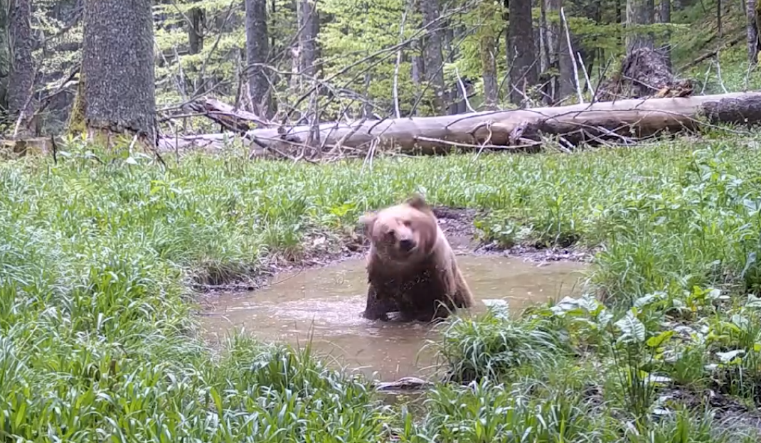 Imagini superbe. Urs surprins în pauză de relaxare în Parcul Național Retezat|Foto: Parcul Național Retezat Național Park Facebook.com