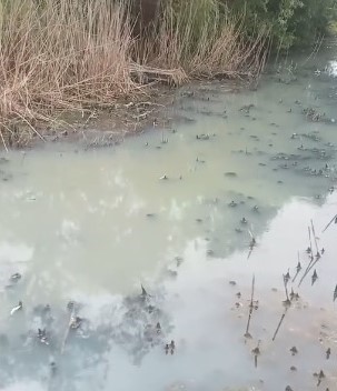 Pârâul de pe Valea Mărăloiu din Apahida, poluat | Foto: Someșul nostru - pagină Facebook – captură video