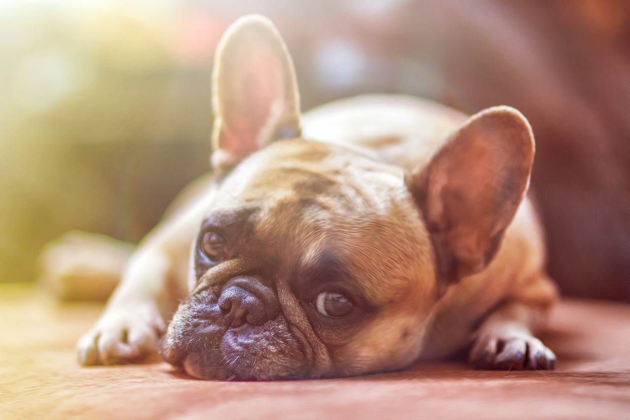 Căldura afectează animalele de companie. Cum să îți protejezi de caniculă cel mai bun prieten? | Foto: pixabay.com