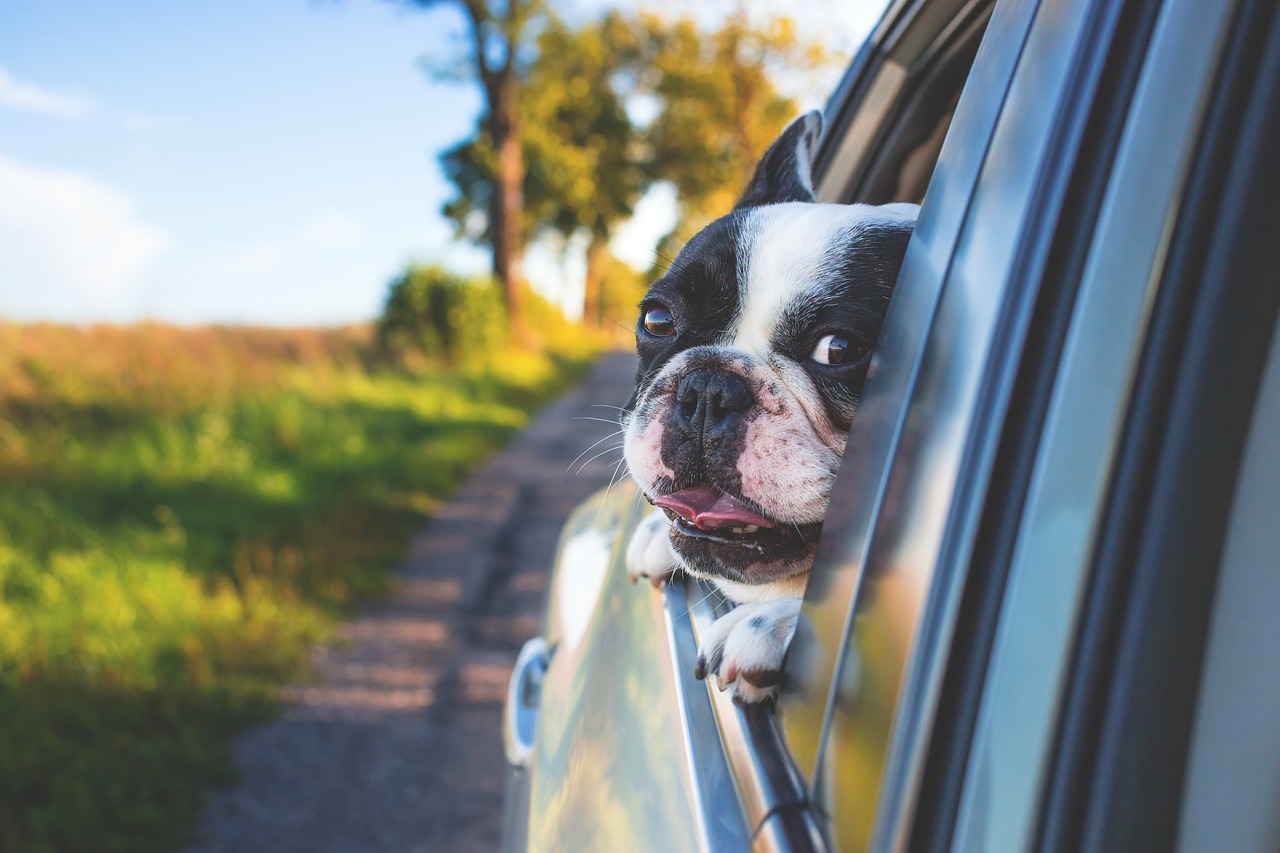Și cățeii fac insolație! De ce să nu lași niciodată un câine în mașina închisă? | Foto: pixabay.com