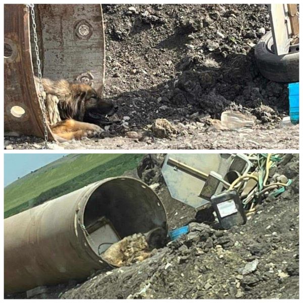 Câine legat de un cilindru metalic pe şantierul de pe A3, în Tureni. Animalul era fără apă în plină caniculă | Foto: Sarra Stoian – Protectia Animalelor Cluj - Grup Facebook