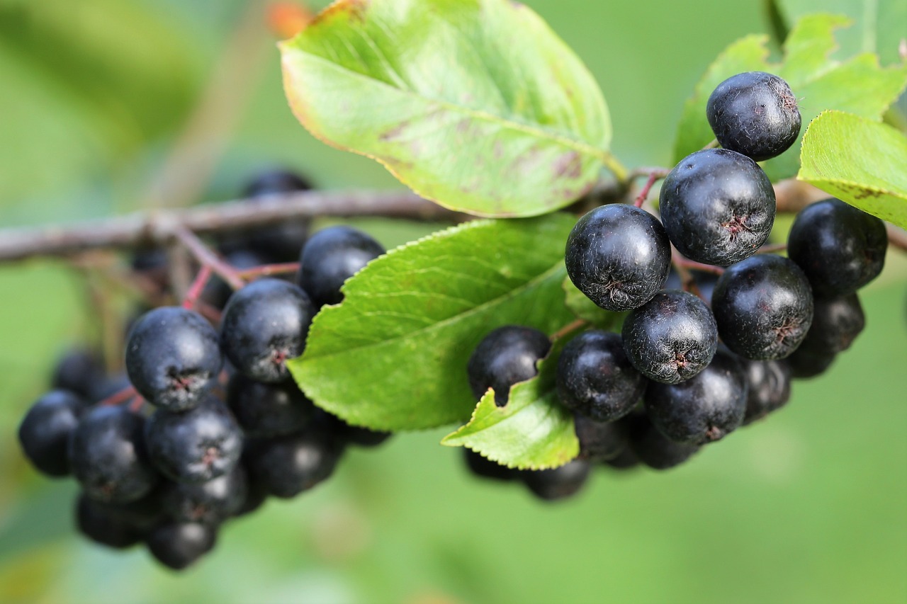 Beneficiile fructelor de aronia. Ce sunt și ce beneficii au asupra organismului? | Foto: pixabay.com