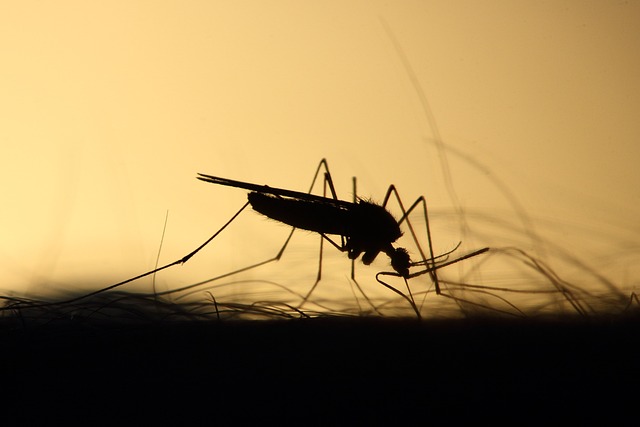 Cazurile de febră dengue explodează în Regatul Unit după vacanțe în Asia. Foto: pixabay.com