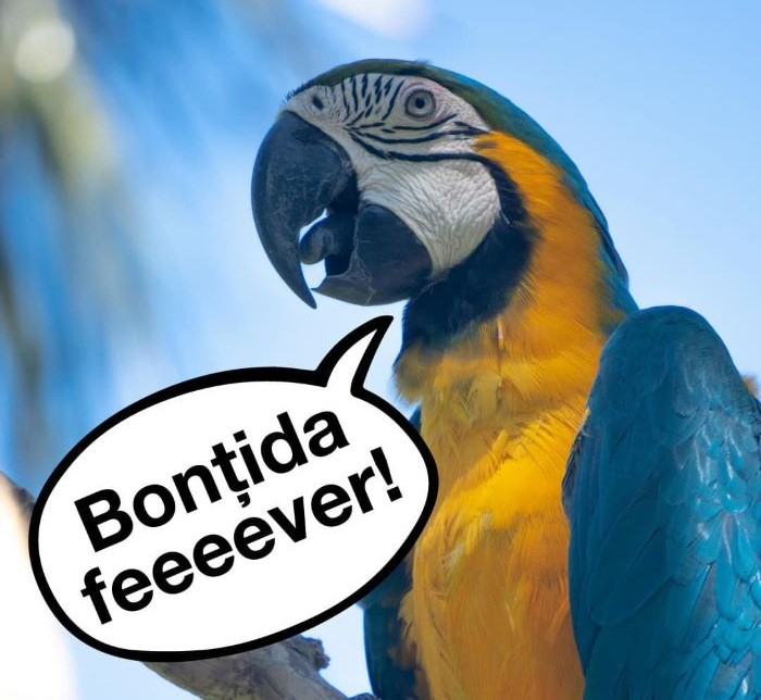 Cei interesați trebuie să găsească un papagal și să-l învețe să spună „Bonțida Fever”| Foto: Electric Castle - Facebook