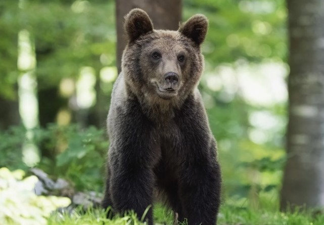 Turistă ucisă de urs în munții Bucegi. Un bărbat a alertat salvamontiștii. | Foto: pixabay.com