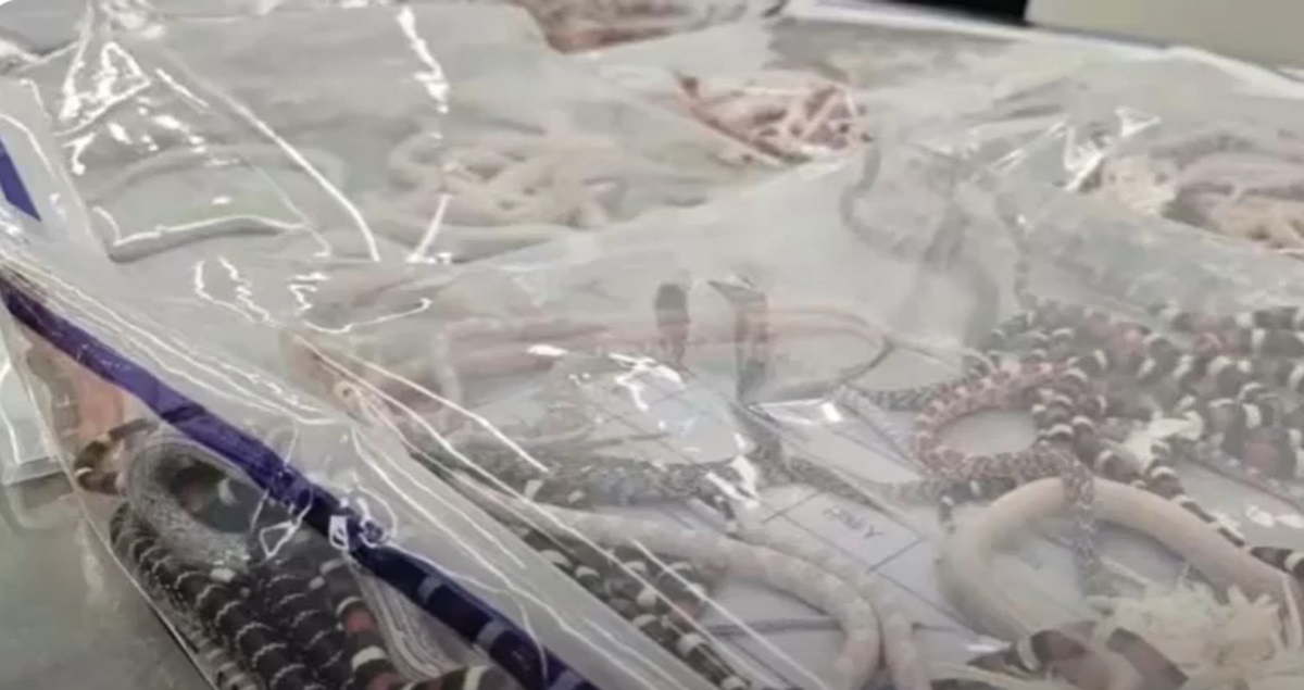 Un bărbat a încercat să introducă ilegal în China peste 100 de șerpi. Foto: captură Youtube / SkySwiftNews