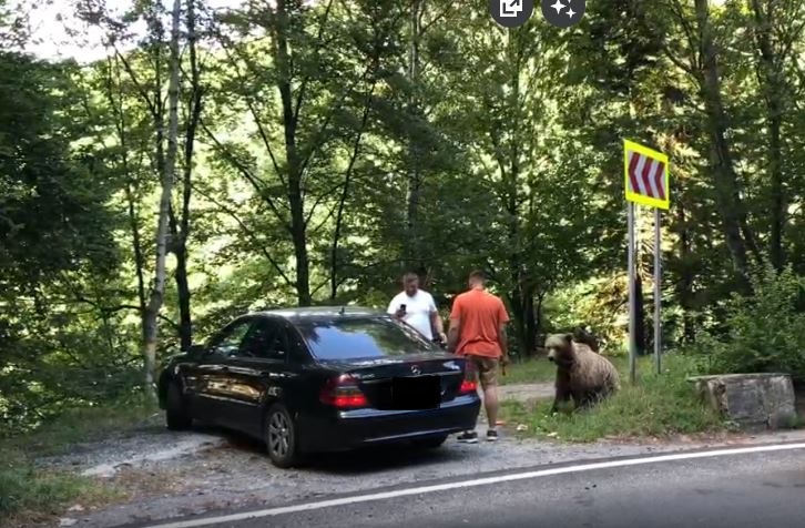 Doi turiști, atacați de urs pe Transfăgărășan. Au hrănit animalul și au încercat să se fotografieze cu el|Foto: argesulonline.ro