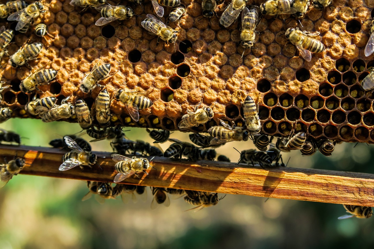 Curiozităţi despre albine. Află câte zile trăiesc şi cum mierea poate susţine viaţa umană. | Foto: pixabay.com